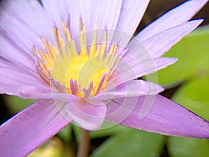 Close-up a beautiful purple waterlily or lotus flower in pond. - soft focus.