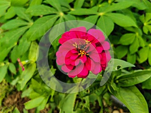 Close up beautiful of purplish red zinnia flower blooming in the garden. Single Fresh flower with natural green leaves background