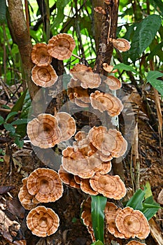 The close-up beautiful rainforest wild mushrooms, Microporus Xanthopus, growing on the tree in national park, Phang Nga, Thailand
