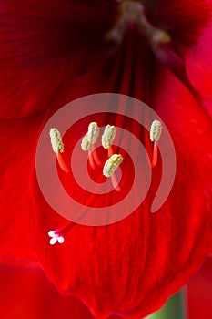 Close up of a Beautiful Red Amaryllis flower. Amaryllis or Hippeastrum, Red Lion blossom - macro shot