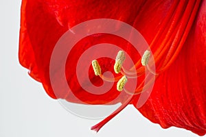 Close up of a Beautiful Red Amaryllis flower. Amaryllis or Hippeastrum, Red Lion blossom - macro shot