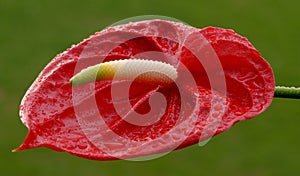 Close-up of the beautiful Red Anthurium Flower has a long yellow stamen with dewdrops
