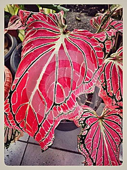 Close up of beautiful Red Caladium leaf texture