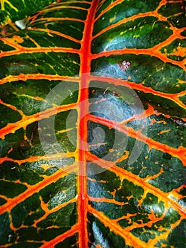 close-up of beautiful red croton leaves