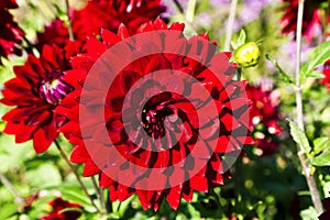 Close-up of beautiful red dahlia