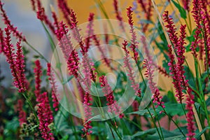 Close up beautiful red flowers of Persicaria amplexicaulis photo