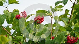 Close-up of beautiful red fruits of viburnum vulgaris. Guelder rose viburnum opulus berries and leaves in the summer