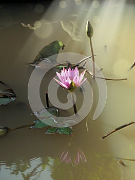 Close up beautiful red lotus water lily flowers and beam of ligh