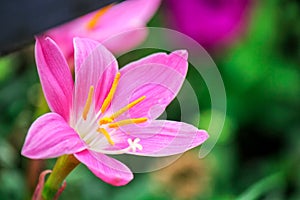 Close up of beautiful red pink color flower around green leaves in a garden photo