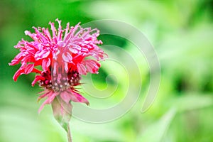 Close up of beautiful red pink color flower around green leaves in a garden photo