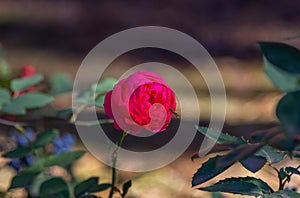 Close up beautiful red rose flower growing in the garden