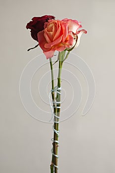 Beautiful roses on a plain gray background.