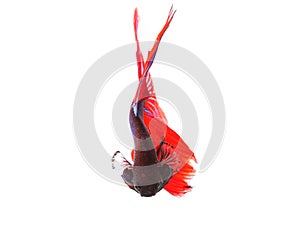 Close up of beautiful red tail thai siamese fighting fish betta