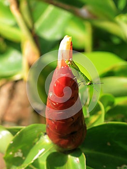Close up beautiful red tropical flower and green grasshopper in