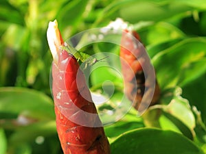 Close up beautiful red tropical flower and green grasshopper in