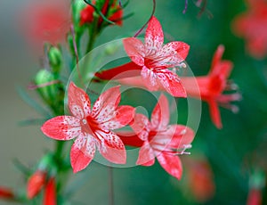 Close-up of beautiful red and white flowers of standing cypress Ipomopsis rubra