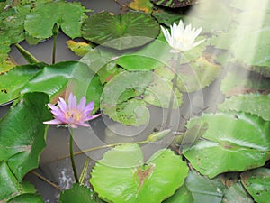 Close up beautiful red and white lotus water lily flowers and be