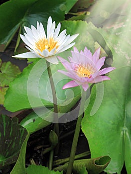 Close up beautiful red and white lotus water lily flowers and be