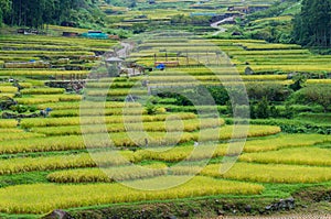 Close up of beautiful rice terraces with ripe cereal crop