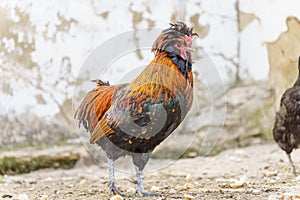 close-up of a beautiful rooster with colorful feathers