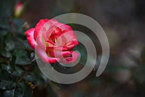 Close-up of Beautiful Rose Bloom with Background Blurred