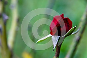 Close up of beautiful rose in blooming over the blurry natural background with copy space. spring and winter concept