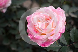 Close up beautiful rose flower