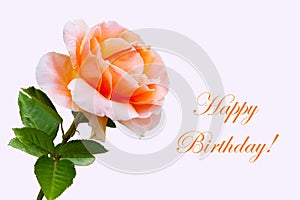 Close-up beautiful rose flower, happy birthday card