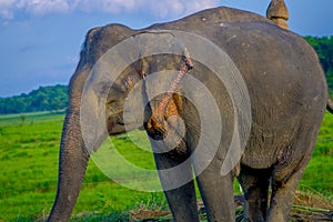 Close up of beautiful sad elephant chained in a wooden pillar at outdoors, in Chitwan National Park, Nepal, sad