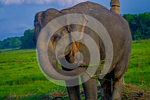 Close up of beautiful sad elephant chained in a wooden pillar at outdoors, in Chitwan National Park, Nepal, sad