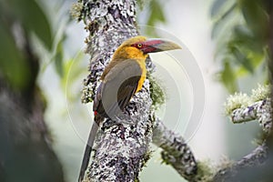 Close-up of a beautiful Saffron toucanet, Serra da Mantiqueira,
