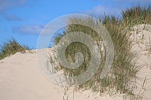 a close up of a beautiful sandy dune with grass at the north sea n a sunny day in summer