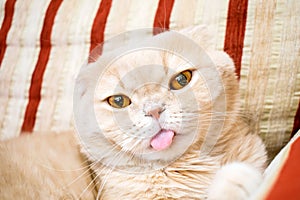 Close up beautiful scottish fold cream tabby lop-eared cat with