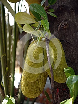 Close up beautiful shape of unripe jackfruits hanging on tree, jack tree, tropical fruits, scientific name Artocarpus