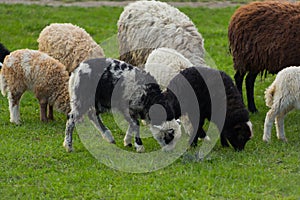 Close-up beautiful sheep graze on green meadow and nibble grass in pasture on sunny day