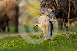 Close-up beautiful sheep graze on green meadow and nibble grass in pasture on sunny day