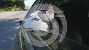 Close up of beautiful siberian husky dog looking out from the window of moving car at sunny day. Domestic animal sticks