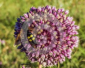 Close up beautiful single giant purple allium giganteum onion flower with  bee on it