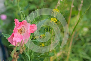 Close-up of a beautiful single pink poppy on a green grass bokeh background. Spring, summer concept. Card with the copy