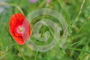 Close-up of a beautiful single red poppy on a green grass bokeh background. Spring, summer concept. Card with the copy