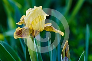 Close up beautiful single yellow iris flower in garden