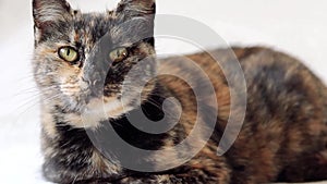 Close up of beautiful and sleepy tortoiseshell senior cat opening eyes and looking around while purring.