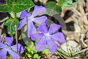 Close-up of beautiful small purple flowers of vinca vinca minor or small periwinkle, decoration of garden among green grass