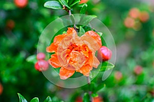 Close up of beautiful small vivid orange red pomegranate flower in full bloom on blurred green background, photographed with soft
