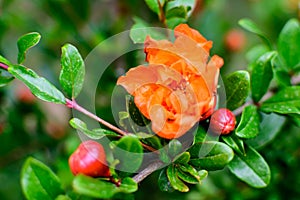 Close up of beautiful small vivid orange red pomegranate flower in full bloom on blurred green background, photographed with soft