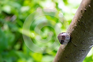 Close-up of a beautiful snail. snail creeping along the trunk. selective focus. Place for your text.