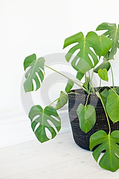 Close up of beautiful split-leaf philodendron, white background