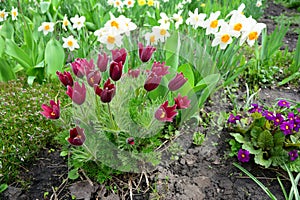 A close-up on a beautiful spring flower bed with Pulsatilla vulgaris, the pasqueflower, Primula veris, daffodil and creeping