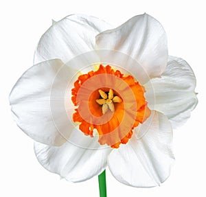 close up beautiful spring white and orange daffodil flower isolated on white background
