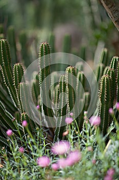 Close up of a beautiful spurge succulent plant, cactus